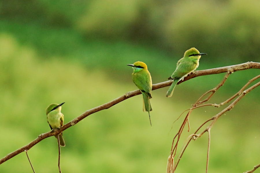 Animal Genius 2026: Which Animals Are Smarter Than Humans? 19 Three Long beaked Small Birds Perched on Brown Tree Branch