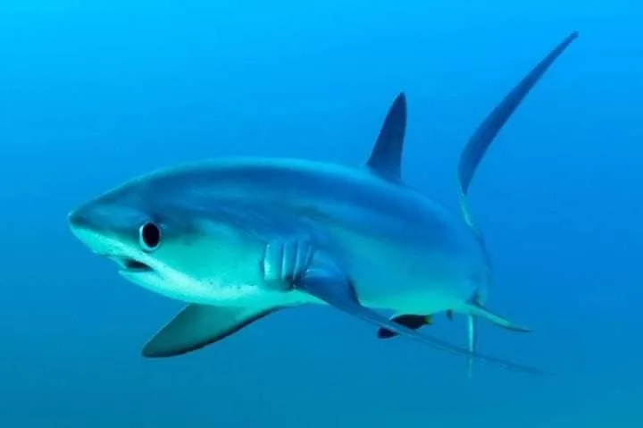 4 Incredible Animals That Start with 'Th': Our Themed Fauna Favorites! 2 Thresher shark underwater