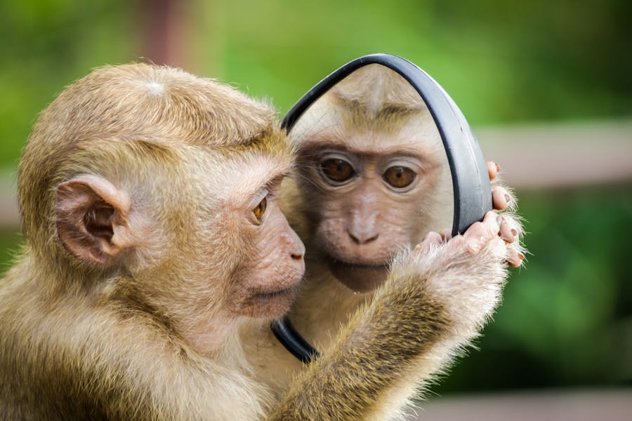 Animal Genius 2026: Which Animals Are Smarter Than Humans? 2 Understanding Animal Intelligence