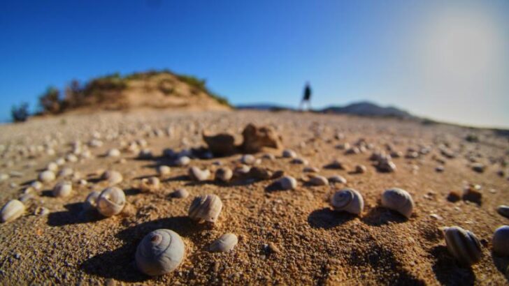 Volcano snails on the ground