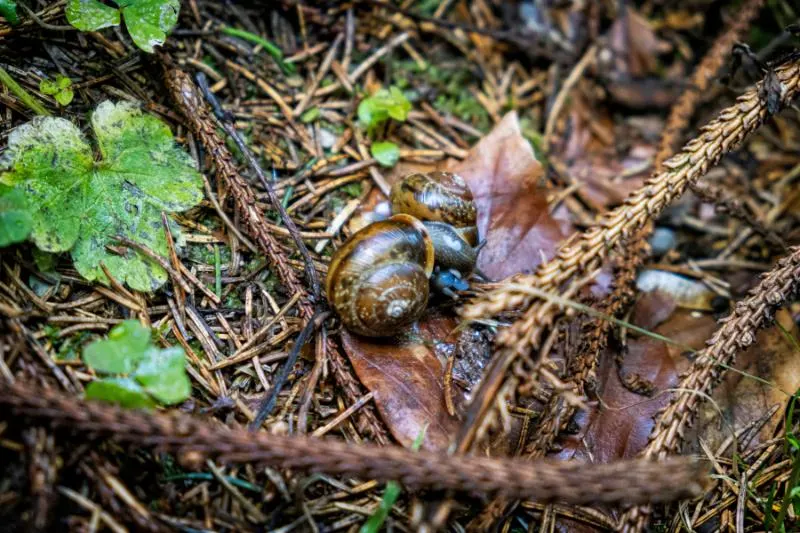 Volcano snail up close