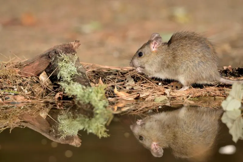 Common vole foraging in the wild 