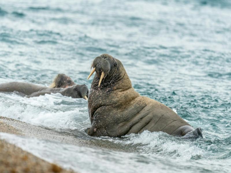 Wildlife Crisis 2026: How Climate Change Kills Species (And What You Can Do) 3 Walruses