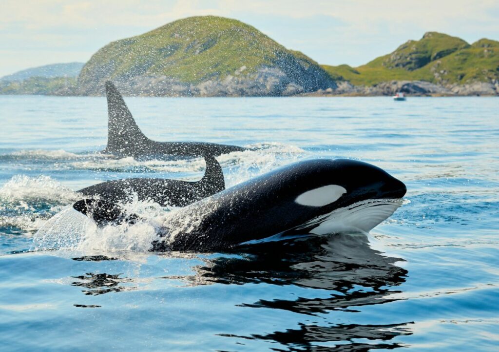 Wildlife Crisis 2026: How Climate Change Kills Species (And What You Can Do) 7 Whales