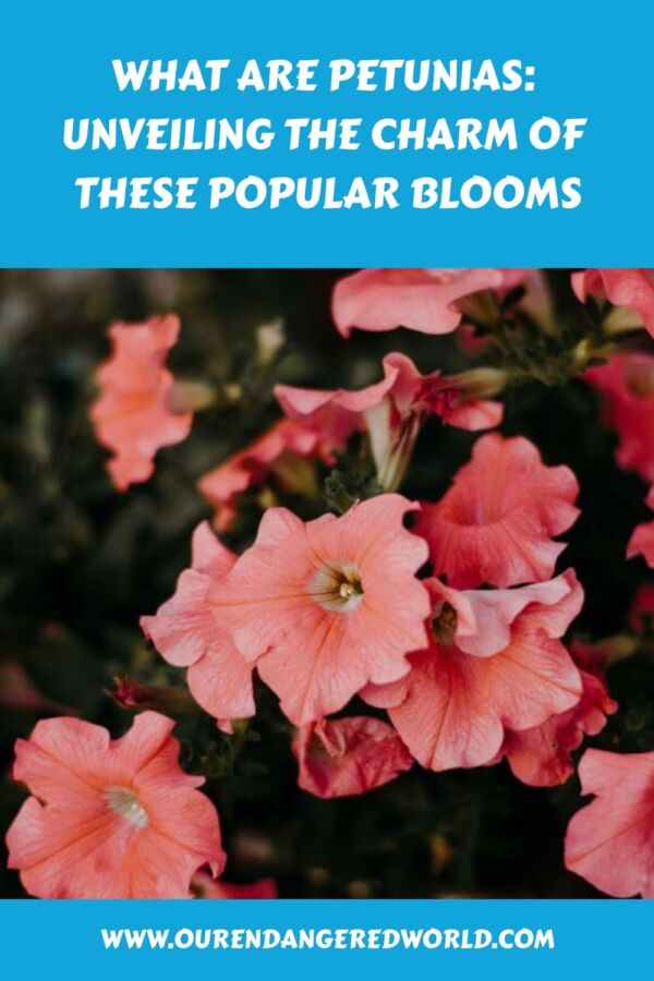 What Are Petunias? Types, Growing Conditions, and Care 9 What Are Petunias Unveiling the Charm of These Popular Blooms generated pin 38979