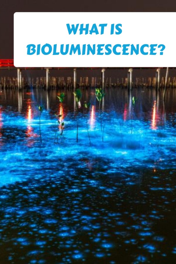 What is Bioluminescence? Nature's Living Light Explained