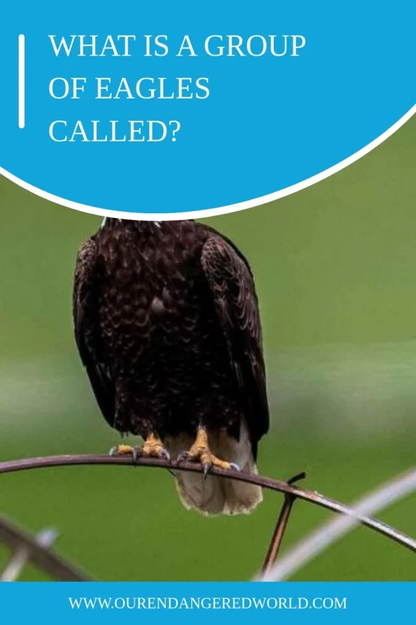 What is a Group Of Eagles Called? Learn The Nomenclature