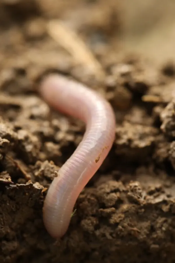 What Is an Invertebrate? Definition, Types & Examples 6 What is an Invertebrate generated pin 31457