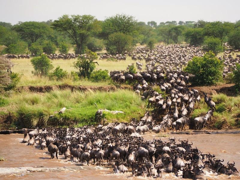 Animal Migration 2026: How Animals Navigate Without GPS 7 Wildebeest herd crossing open grassland during migration