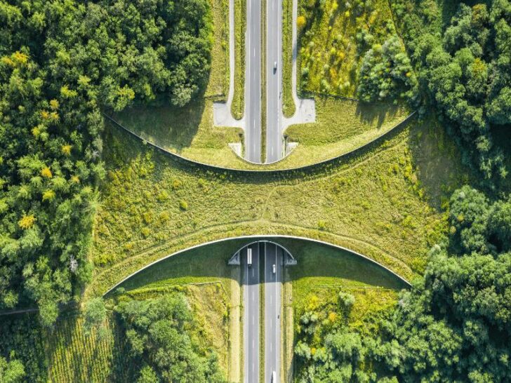 Complete Wildlife Corridor Success Stories: Global Ecosystem Connectivity Restoration That's Healing Our Planet 14 Wildlife Corridors