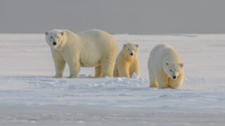 Wildlife Crisis 2025: How Climate Change Kills Species (And What You Can Do)