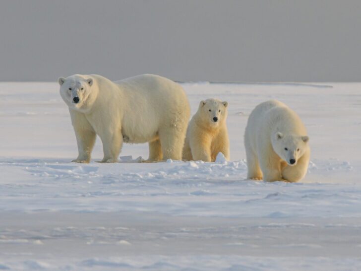 Wildlife Crisis 2026: How Climate Change Kills Species (And What You Can Do) 8 Wildlife Crisis 2025: How Climate Change Kills Species (And What You Can Do)