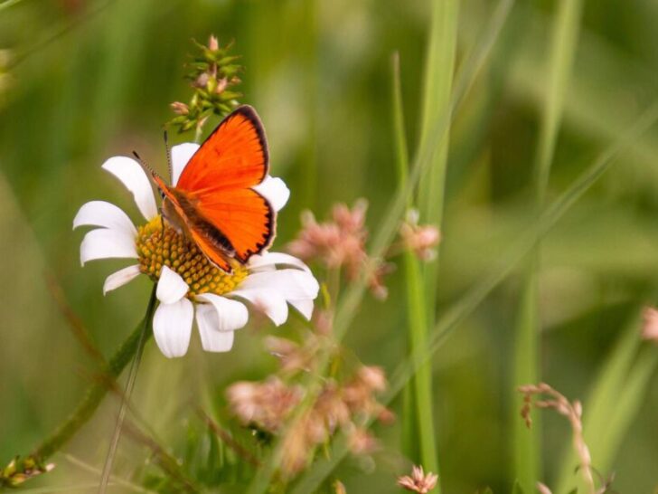 a butterfly sitting on a flower to show that saving pollinators is important for reproducing flowers