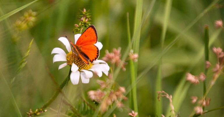 a butterfly sitting on a flower to show that saving pollinators is important for reproducing flowers