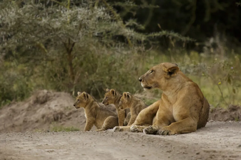 African Lion: Conservation Efforts and Challenges Ahead 6 African Lion Cubs with a female lion