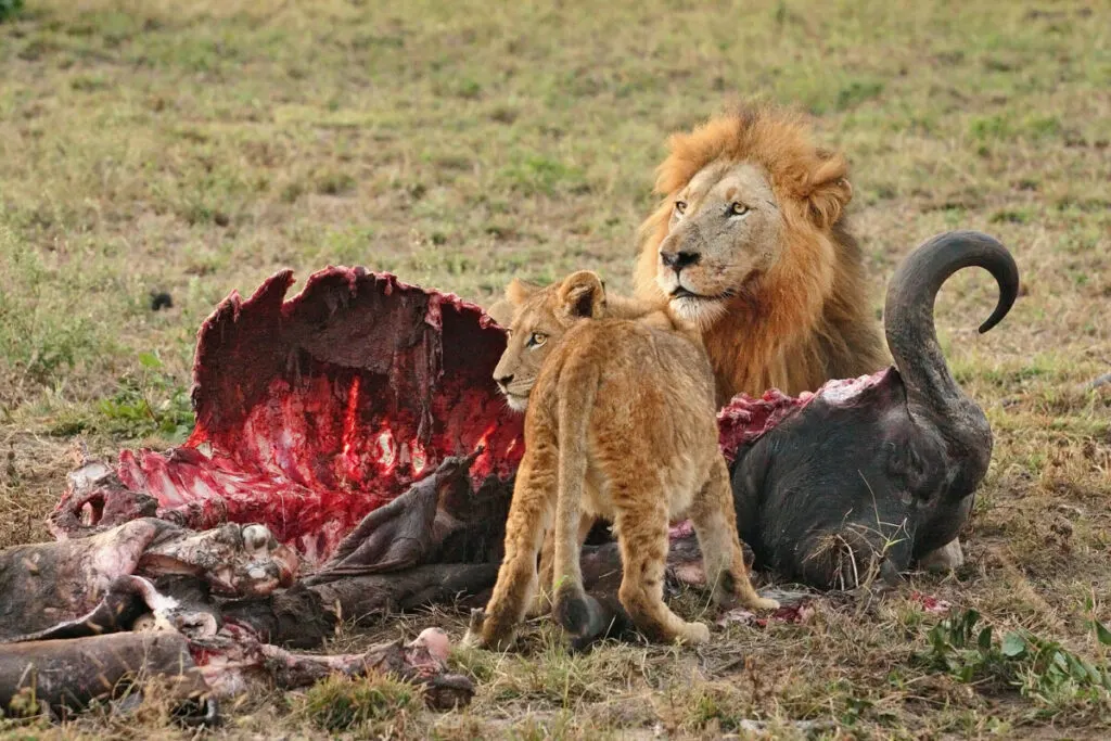 African Lion: Conservation Efforts and Challenges Ahead 3 African Lions Eating