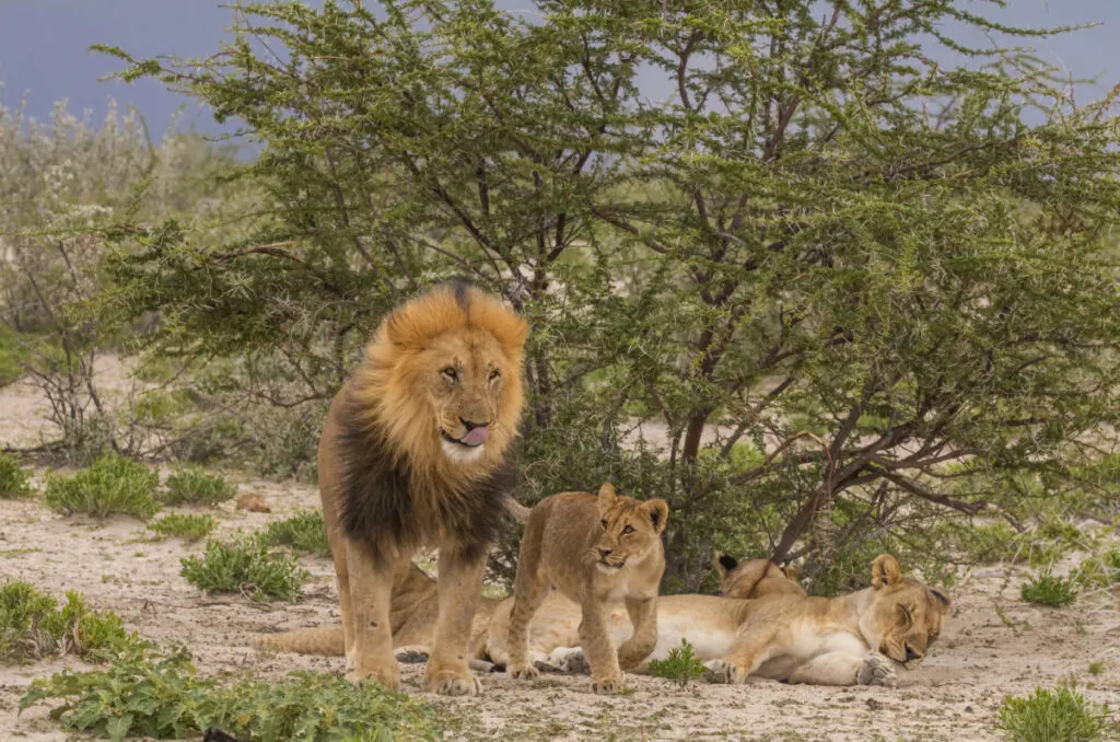 African Lion: Conservation Efforts and Challenges Ahead 4 Family of African Lion