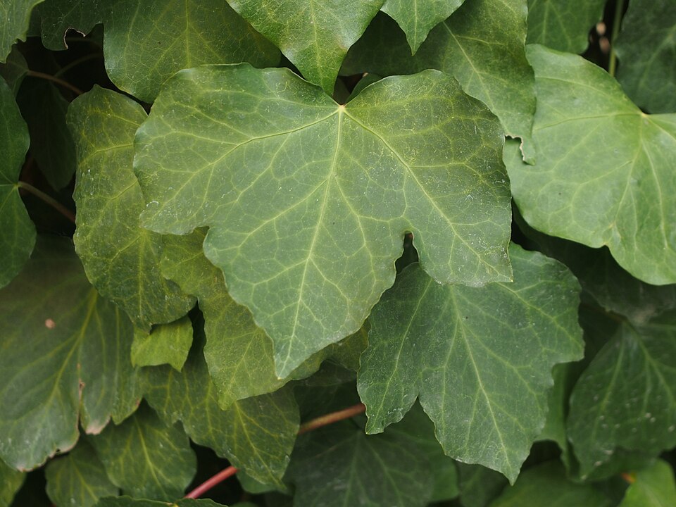 20 Types of Ivy: True Ivies, Cultivars, and Lookalikes 21 Close-up of an Algerian Ivy plant showcasing its lush green leaves and intricate leaf patterns.