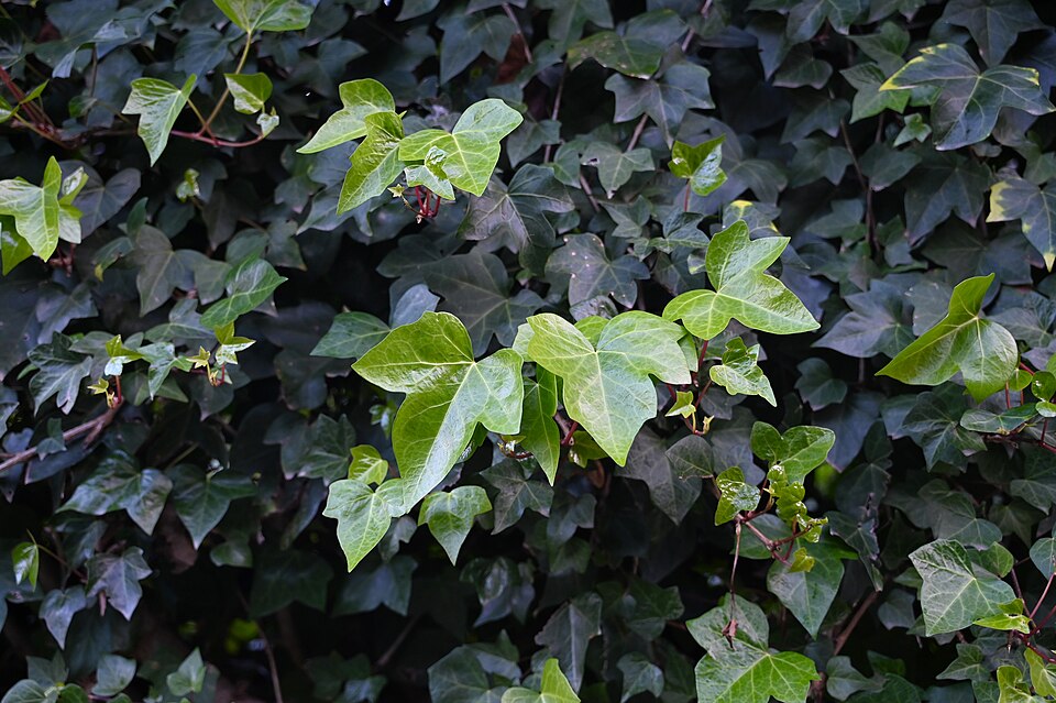 20 Types of Ivy: True Ivies, Cultivars, and Lookalikes 10 Close-up of Algerian Ivy, showcasing its vibrant green leaves and climbing growth pattern.