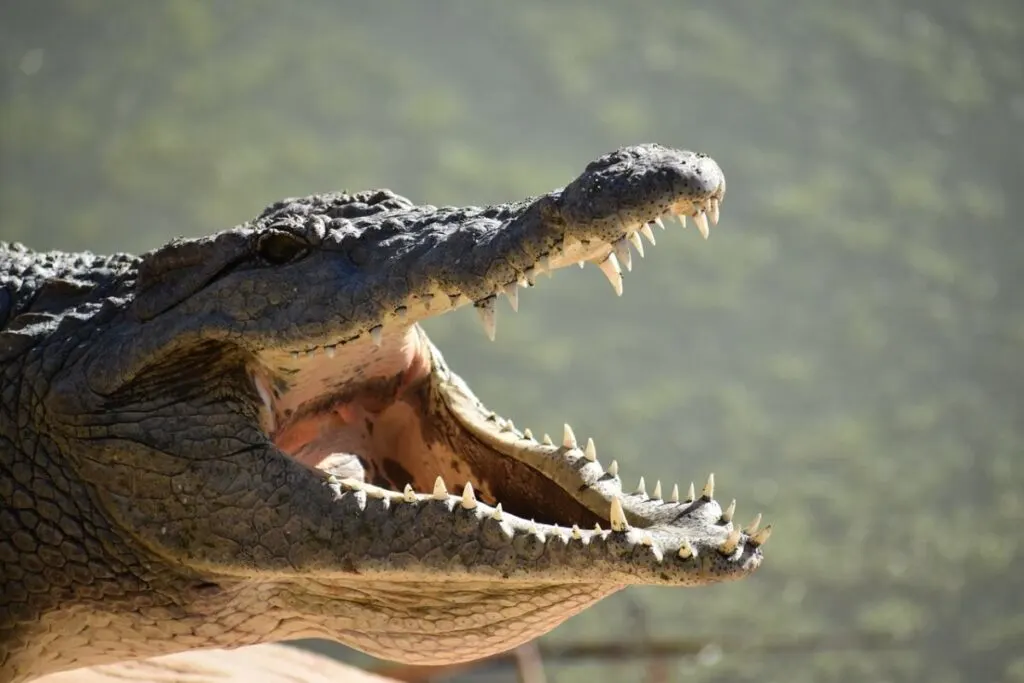 Alligator face closed-up