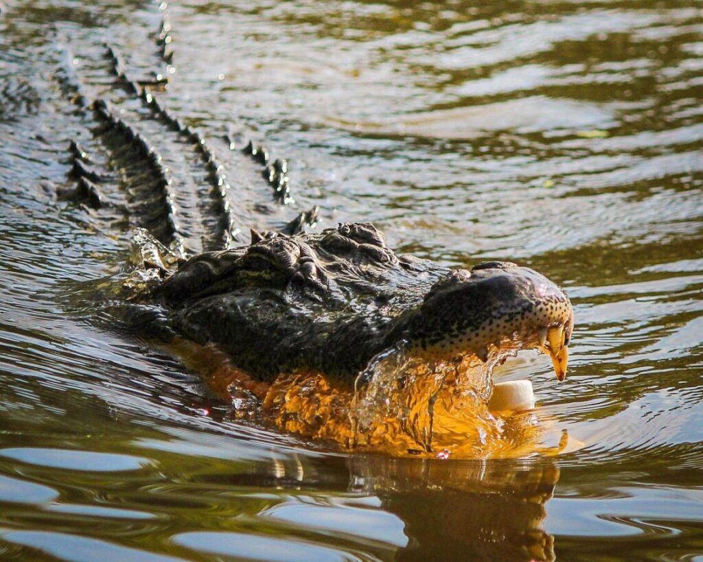 Alligator mouth close-up