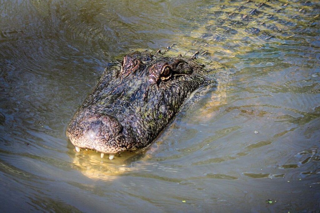 Alligator vs Crocodile: Unveiling the Riveting Battles of Reptilian Might 8 Alligator swimming and underwater