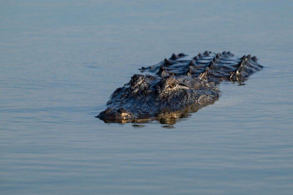 Lone alligator underwater