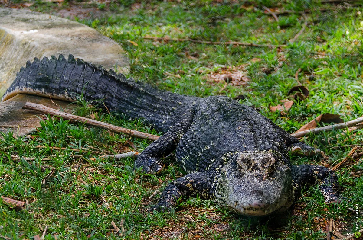 An alligator by the riverside