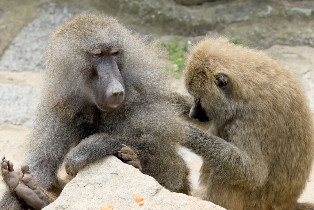 12 Remarkable Animal Friendships—and What Science Says 2 Close-up of two yellow baboons interacting, showcasing their facial features and expressions in a natural setting.