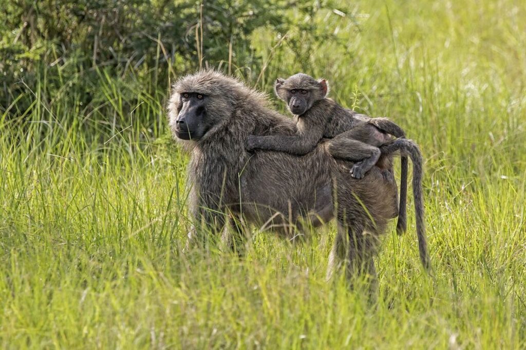 12 Remarkable Animal Friendships—and What Science Says 6 Mother baboon with a baby on her back sits in the grass, highlighting the bond between them in their natural habitat.