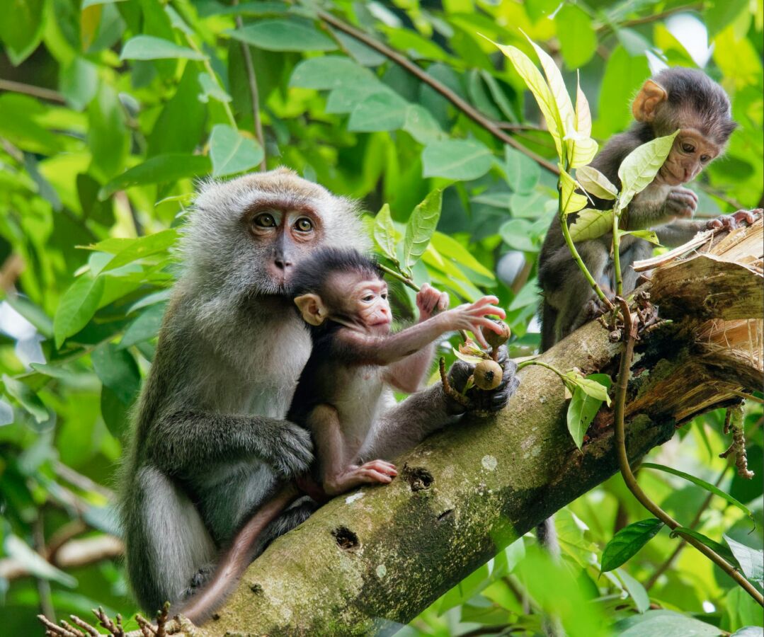 Mother monkey with two baby monkeys