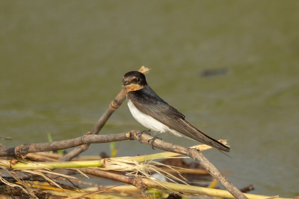 13 of the Most Populous Animals on Earth 13 Barn swallow perched on a branch near water, showcasing its sleek body and distinctive forked tail.