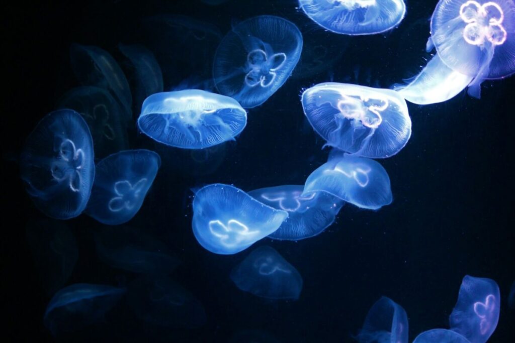 Bioluminescence jelly Fish