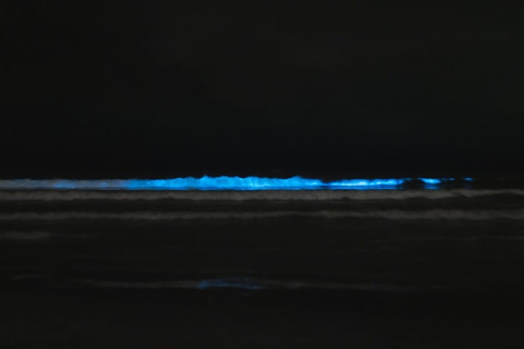 What Is Bioluminescence? How Living Light Works 4 Ocean wave glowing blue from bioluminescent plankton at night