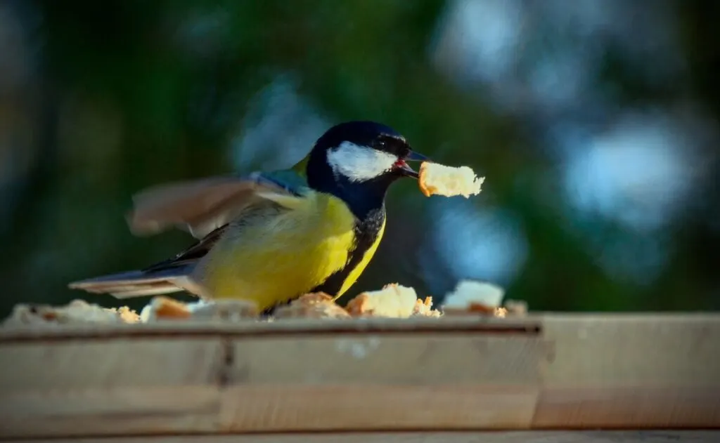 Bird eating a piece of bread