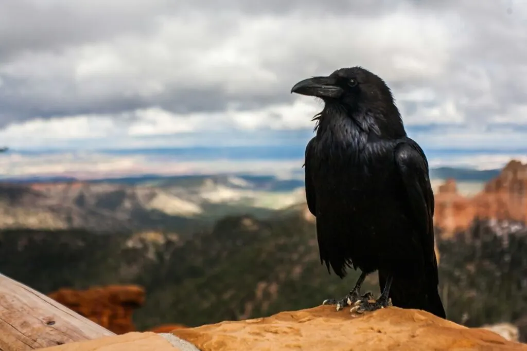 Crow vs Raven: Understanding the Key Differences 1 Lone black corw perched on a rock