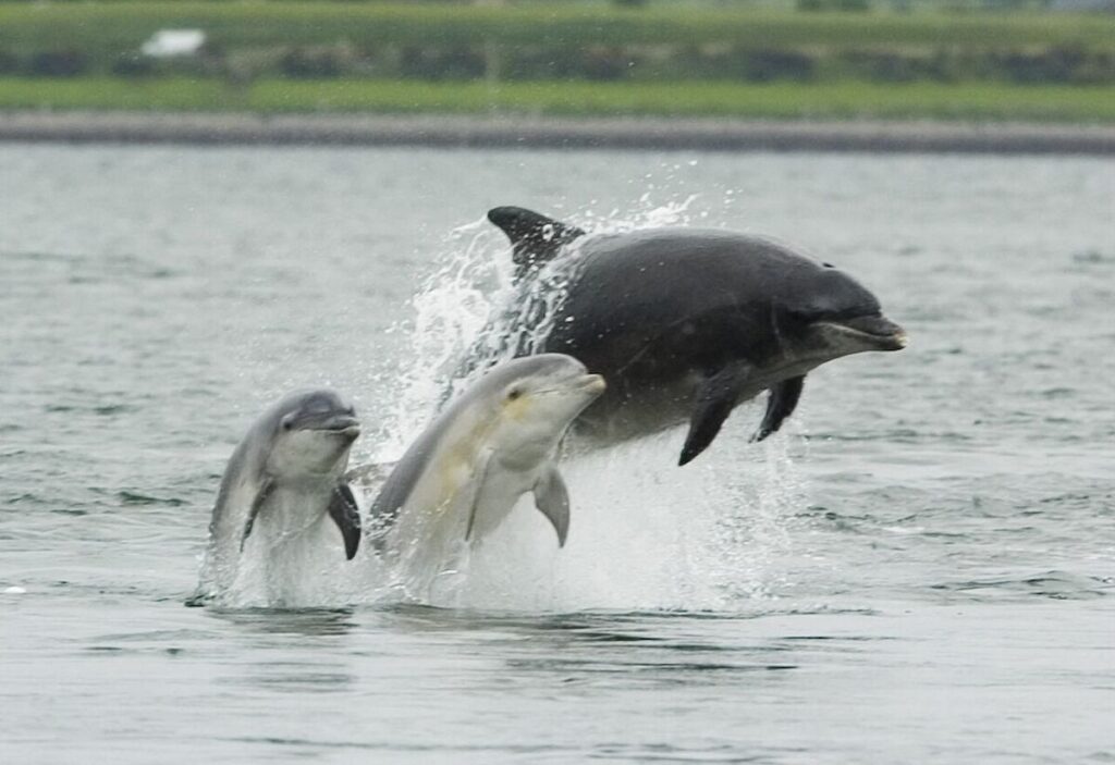 12 Remarkable Animal Friendships—and What Science Says 5 Two bottlenose dolphins leap from the water, accompanied by a young dolphin, showcasing their playful nature.
