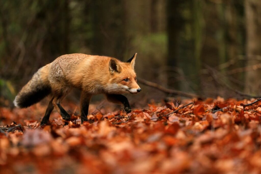 Brown fox walking in the forest