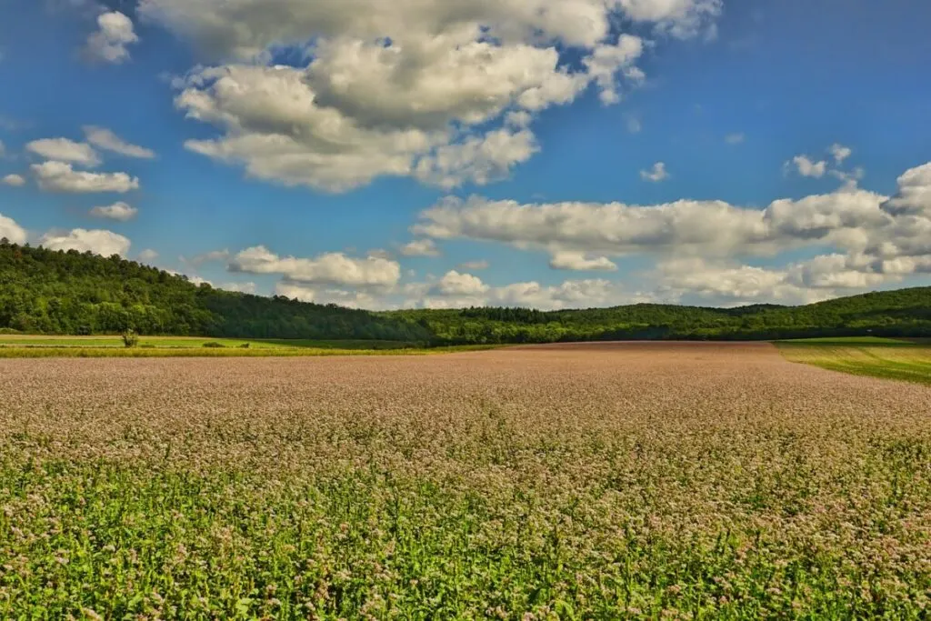 Is Corn Bad for the Environment? 13 Huge buckwheat plantation