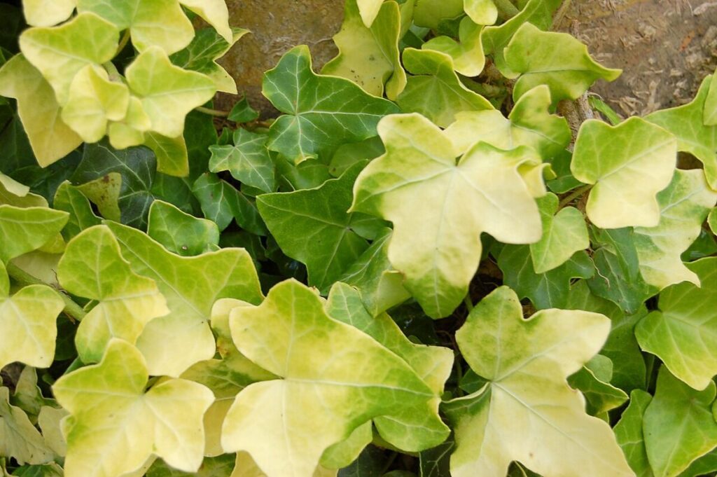 20 Types of Ivy: True Ivies, Cultivars, and Lookalikes 22 Close-up of a Buttercup Ivy plant showcasing vibrant green and yellow leaves.