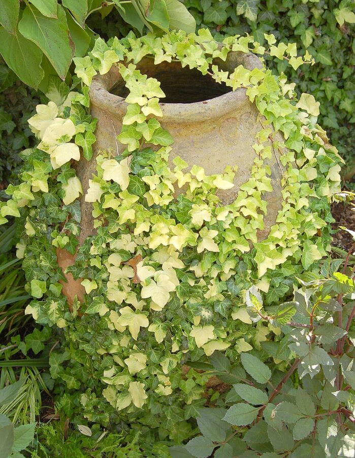 20 Types of Ivy: True Ivies, Cultivars, and Lookalikes 19 Sizable pot showcasing vibrant green Buttercup Ivy vines draping elegantly.