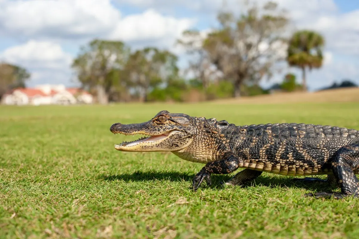 Large caiman alligator in the wild