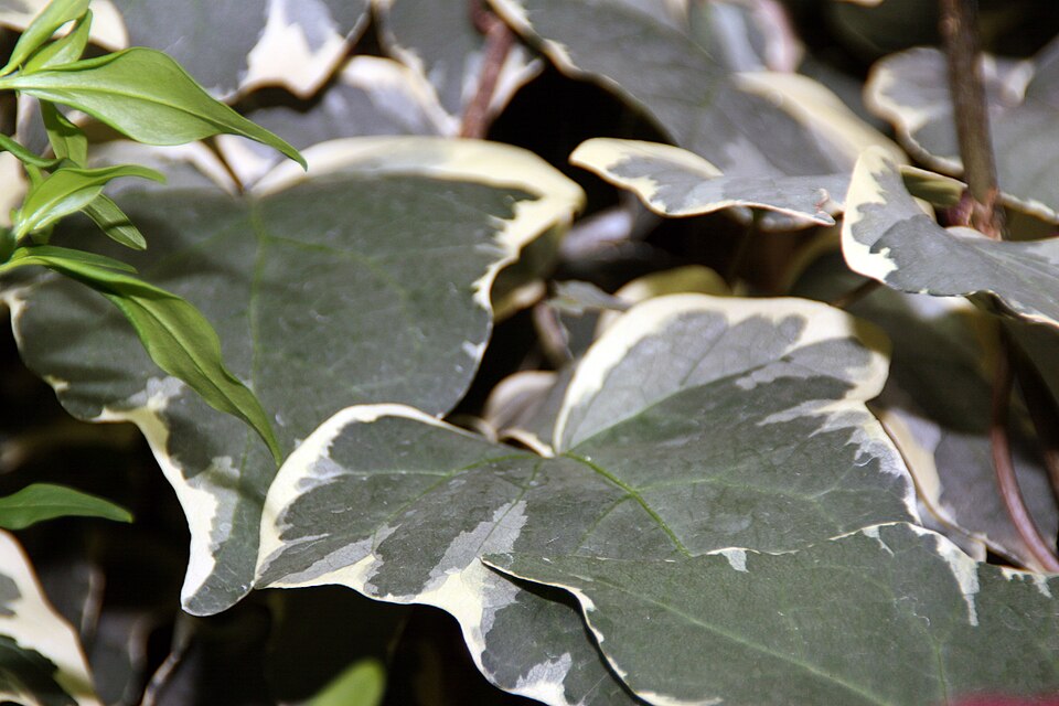 20 Types of Ivy: True Ivies, Cultivars, and Lookalikes 14 Close-up of Canary Island Ivy leaves, showcasing their vibrant green color and unique lobed shape.
