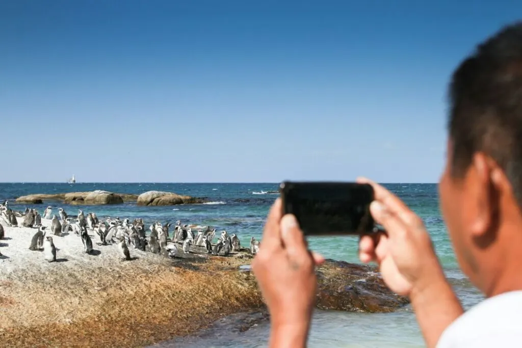 The Surprising Ways Penguins Can Be Dangerous to Humans 3 Man taking photos of penguins at Cape Town, South Africa