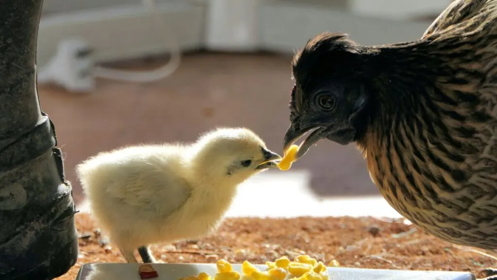 Is Corn Bad for the Environment? 15 Yellow chick and a hen eating corn