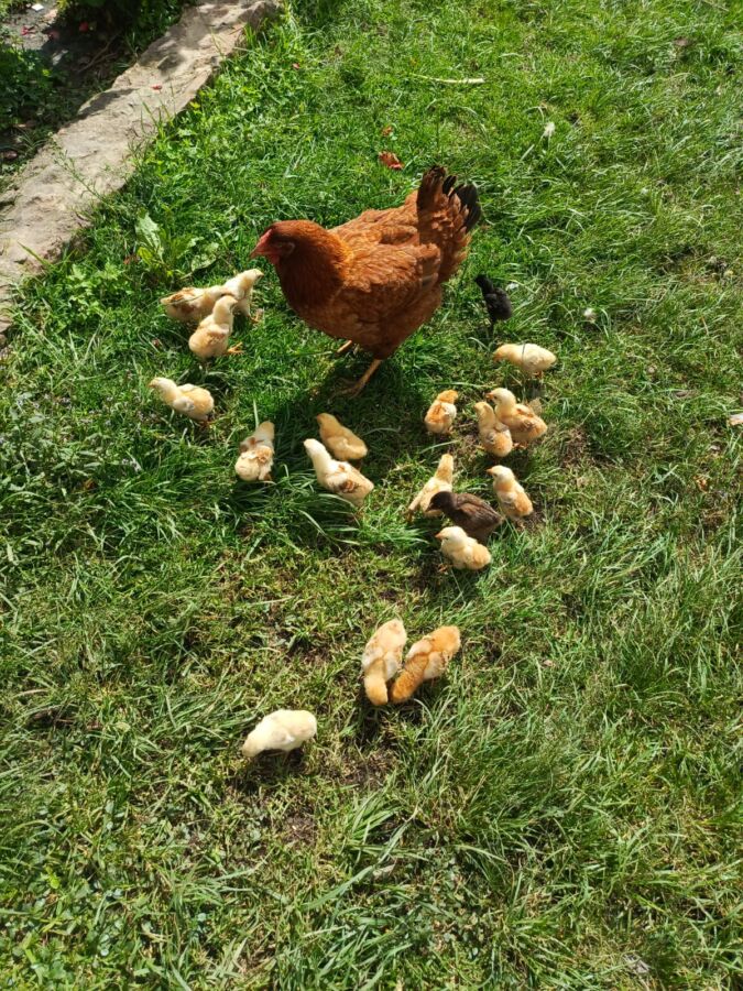 13 of the Most Populous Animals on Earth 5 Mmother chicken leads her chicks as they explore the green grass together.