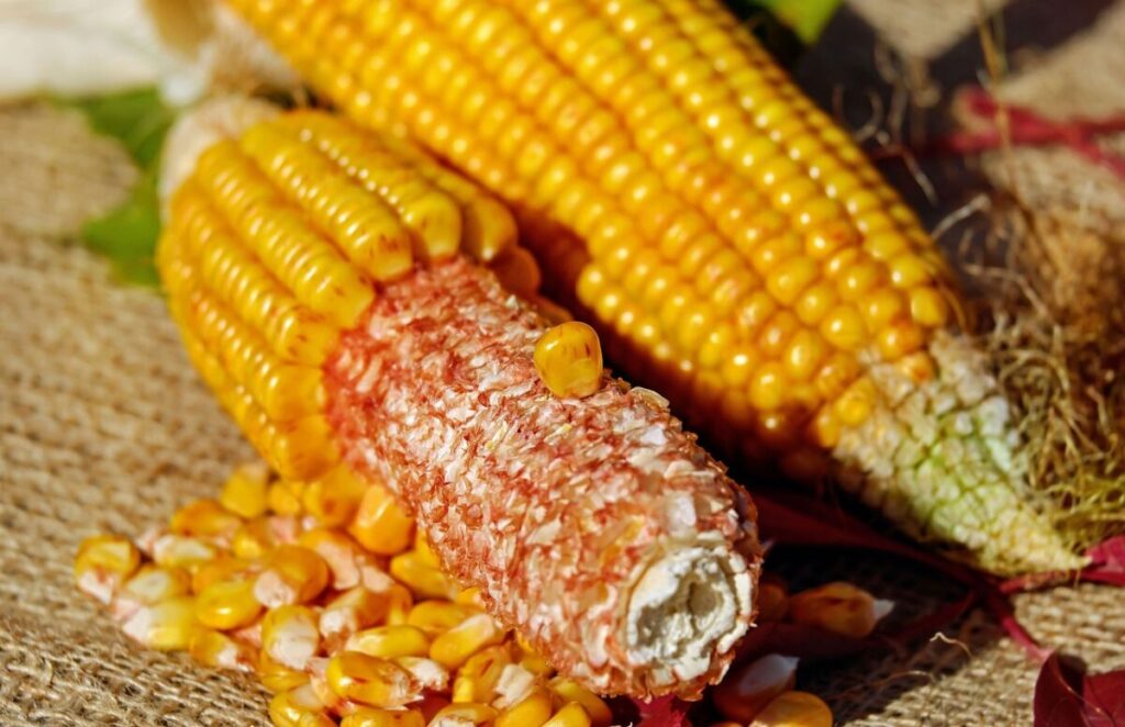 Cob corn grains