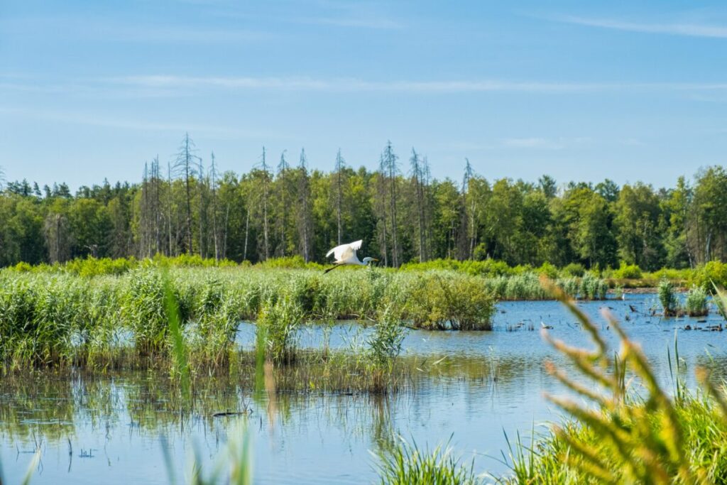 Wildlife Crisis 2026: How Climate Change Kills Species (And What You Can Do) 14 coralie meurice GBMqhvHuuu4 unsplash