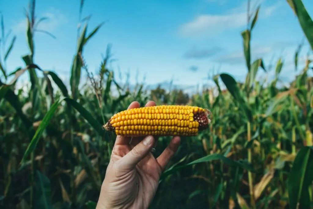 Person holding and showing a corn
