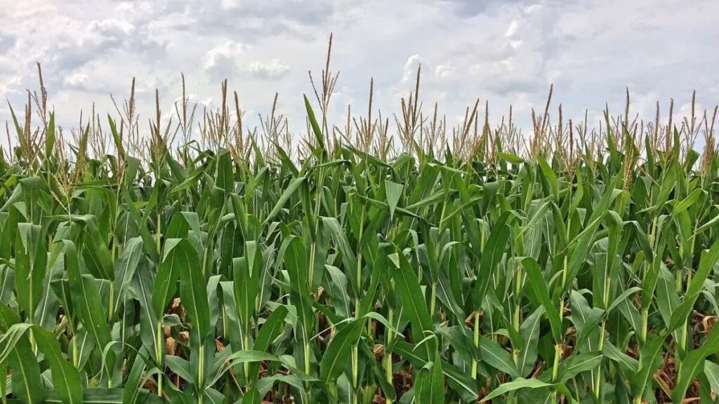 Is Corn Bad for the Environment? 9 Corn Crops Farm